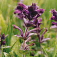 Alpine Bartsia