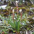 Alpine Bistort