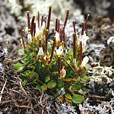 Alpine Bittercress