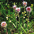 Alpine Fleabane