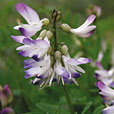 Alpine Milk Vetch