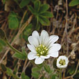 Alpine Mouse-ear