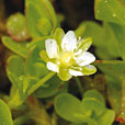 Alpine Pearlwort