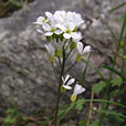 Alpine Rockcress