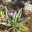 Alpine Sawort