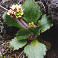 Alpine Saxifrage
