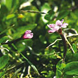 Alpine Willowherb