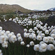 Arctic Cotton Grass
