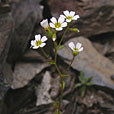 Ascending Saxifrage