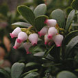 Bearberry