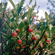 Bilberry