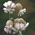 Bladder Campion