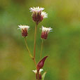 Blue Fleabane