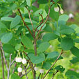 Bog Bilberry