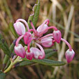 Bog Rosemary