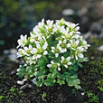Brook Saxifrage