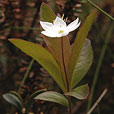 Chickweed Wintergreen