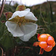 Cloudberry