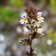 Cold Eyebright