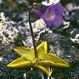 Comon Butterwort