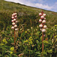 Common Wintergreen