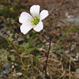 Drooping Saxifrage