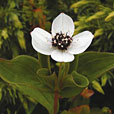 Dwarf Cornel