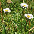 Dwarf Fleabane