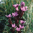 Field Gentian