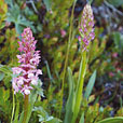 Fragrant Orchid