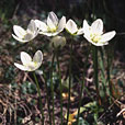 Grass of Parnassus