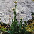 Hairy Rock Cress