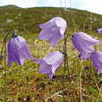 Harebell
