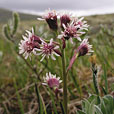 Lapland Butterbur