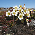 Lapland Diapensia