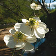 Large White Buttercup