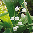 Lily-of-the-Valley