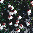 Matted Cassiope