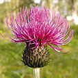 Melancholy Thistle