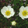 Mountain Avens