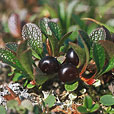 Mountain Bearberry