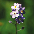 Mountain Forget-me-not