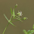Northern Starwort