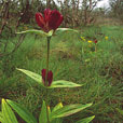 Purple Gentian