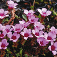 Purple Saxifrage