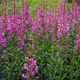 Rosebay Willowherb
