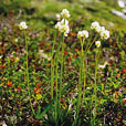 Scottish Asphodel