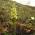 Small White Orchid