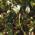 Starwort Mouse-ear