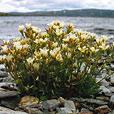 Tufted Saxifrage